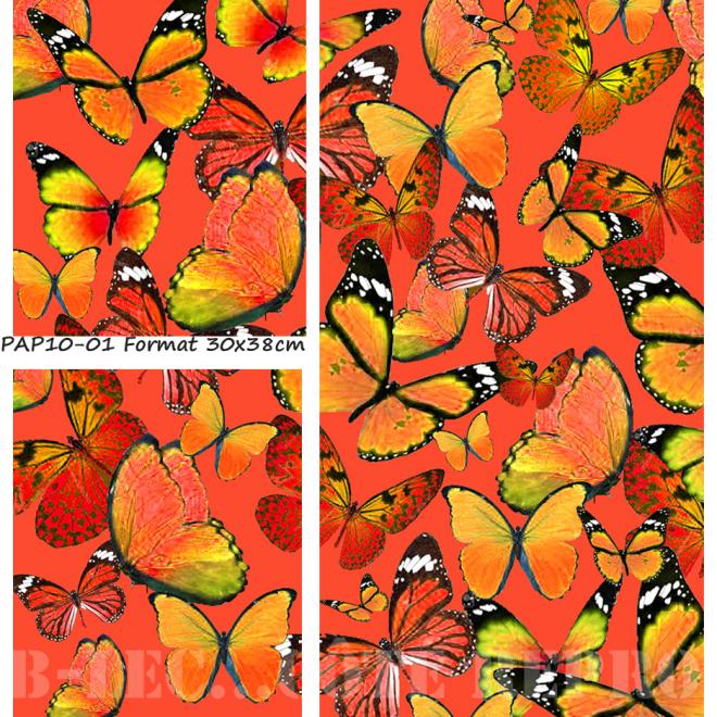 papillons corail